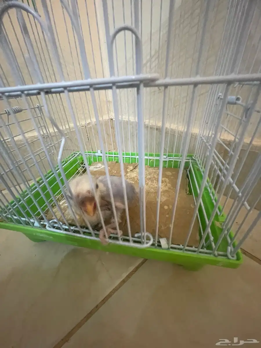 طيور زينة 0
