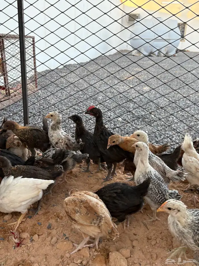 فراريج دجاج 0