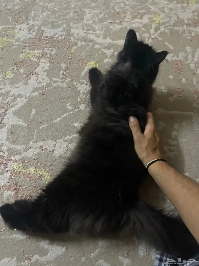 قطة شيرازية سودا طالبة تزاوج للتبني 0