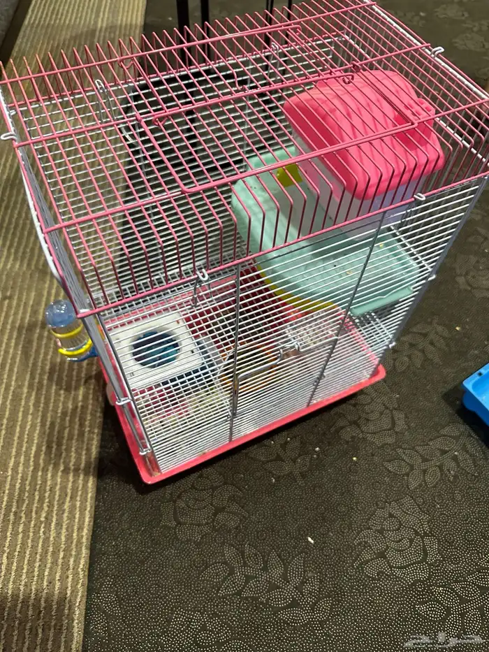 هامستر روسي 6