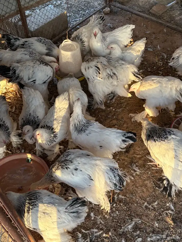 للبيع صوص براهما كولمبي (( تم البيع )) 8
