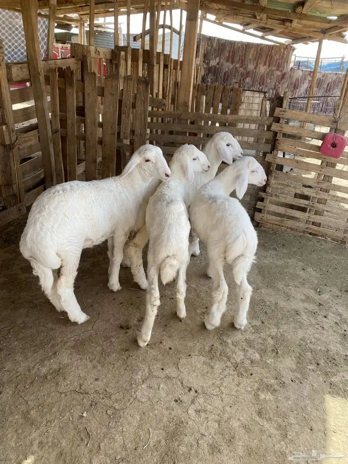 البيع حريات ثلاث ارخال وطلي 3