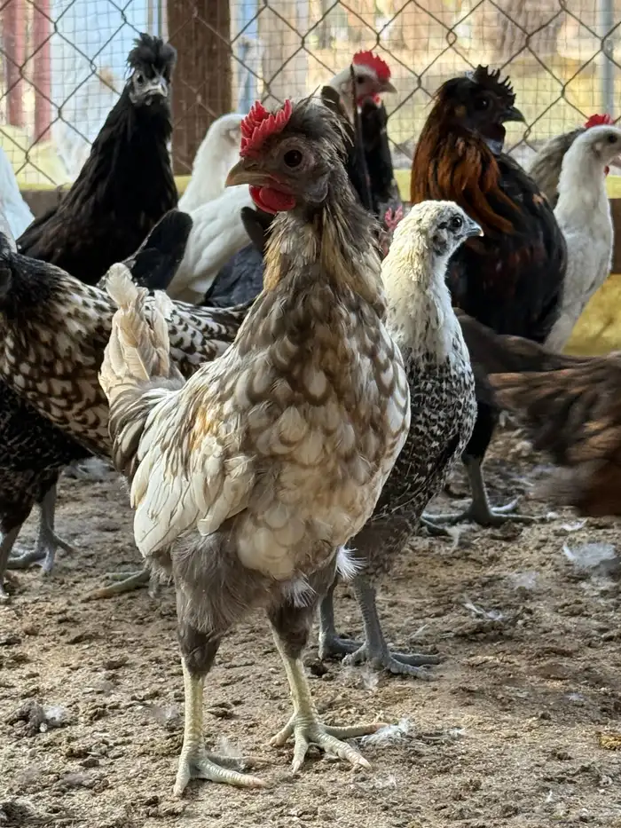 دجاج حباحب قزم زينه كويتيو اندنوسي وقطني 2