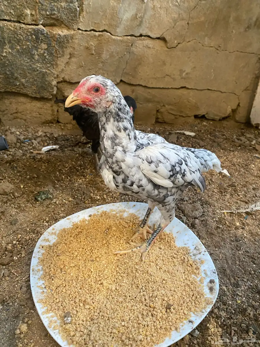 دجاج كوشامو للبيع تم تم البيع 0
