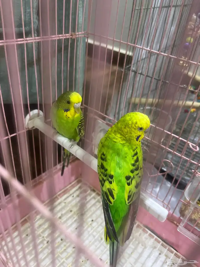 طيور البيع 1