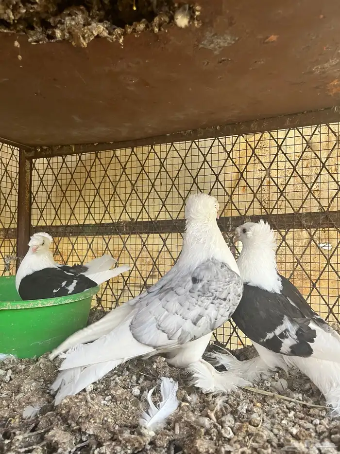 حمام سوالو نجفي 1