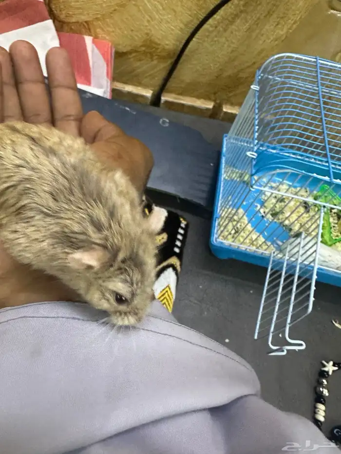 هامستر روسي 8