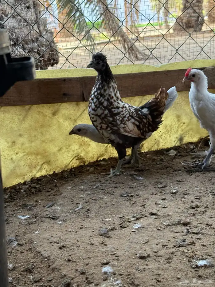 دجاج حباحب قزم زينه كويتيو اندنوسي وقطني 6
