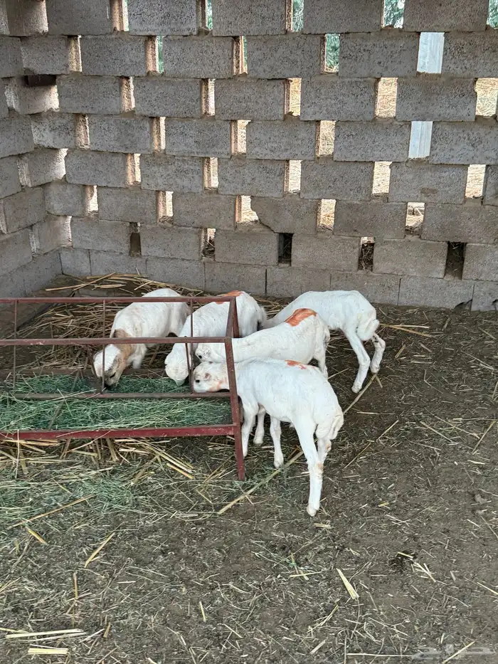 فران فاخره عدد 5 0