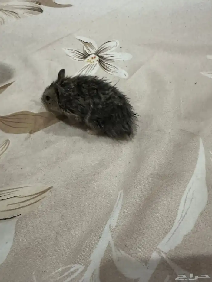 هامستر روسي 5