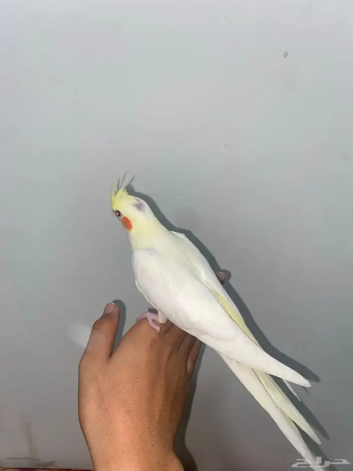 كروان لاتينو اليف 2