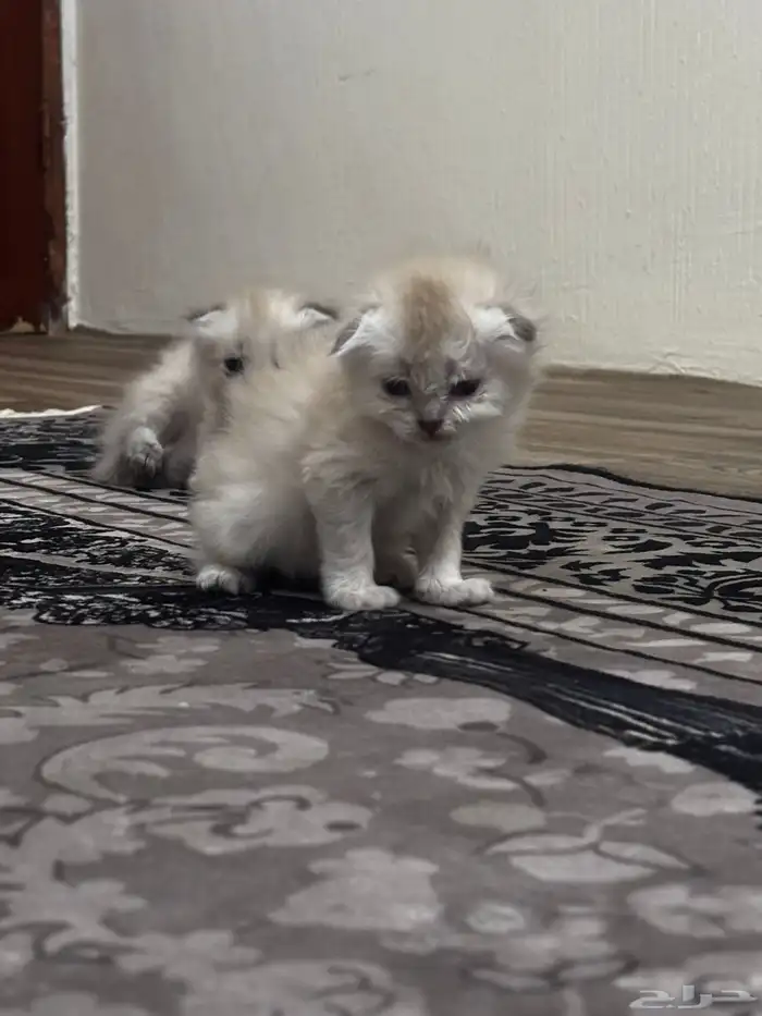 قطط سكوتش فولد 8