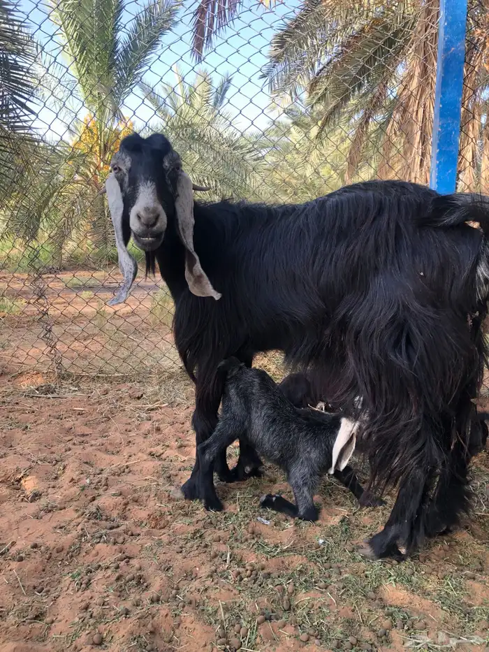 معزاء مواليد تم البيع 2