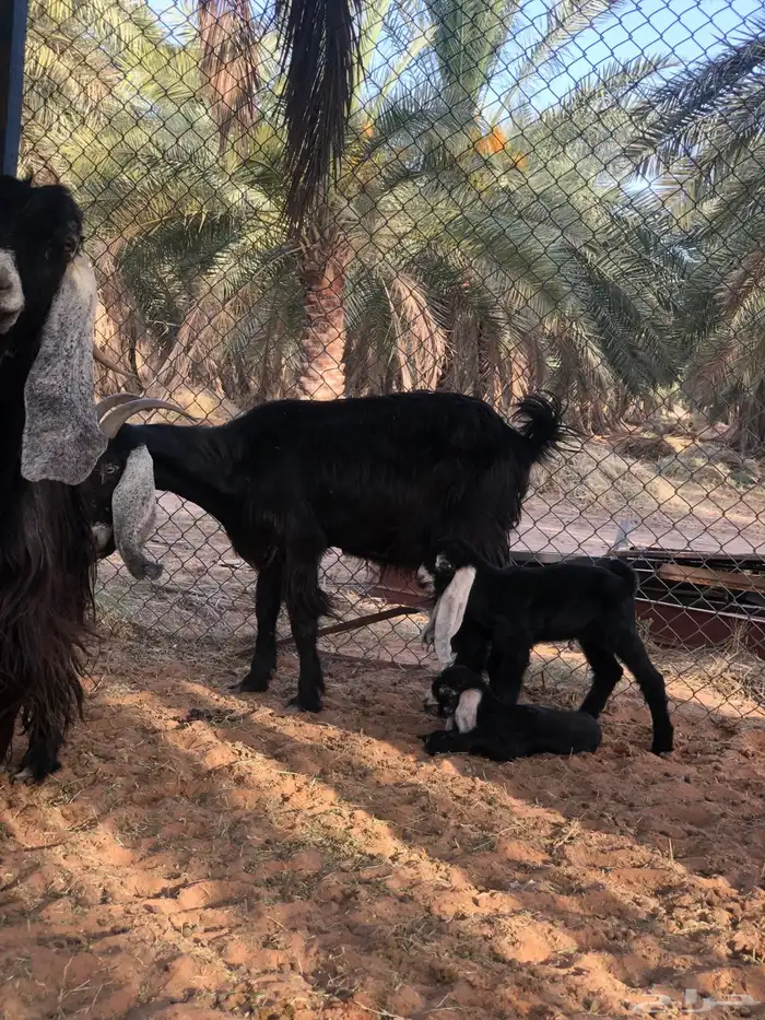 معزاء مواليد تم البيع 1