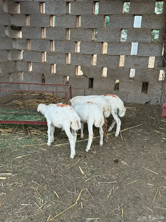 فران فاخره عدد 5 4