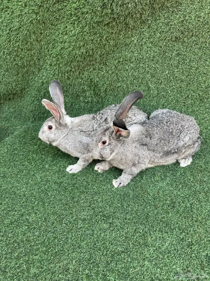 زوجين ارانب شنشيلا عملاق( تم البيع) 2