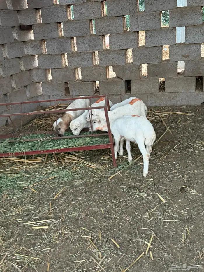 فران فاخره عدد 5 1