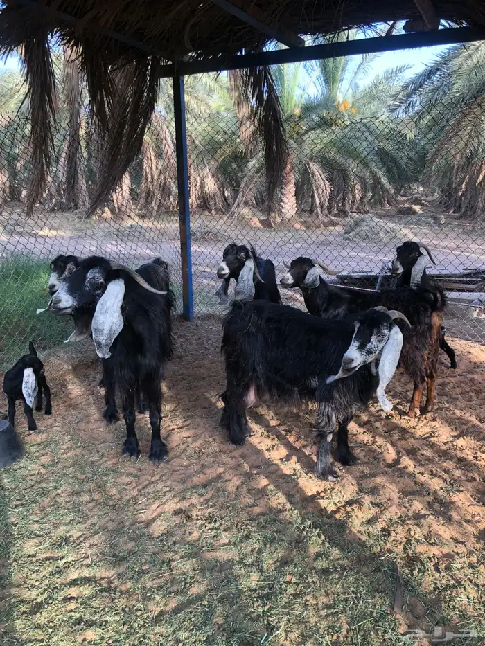 معزاء مواليد تم البيع 5