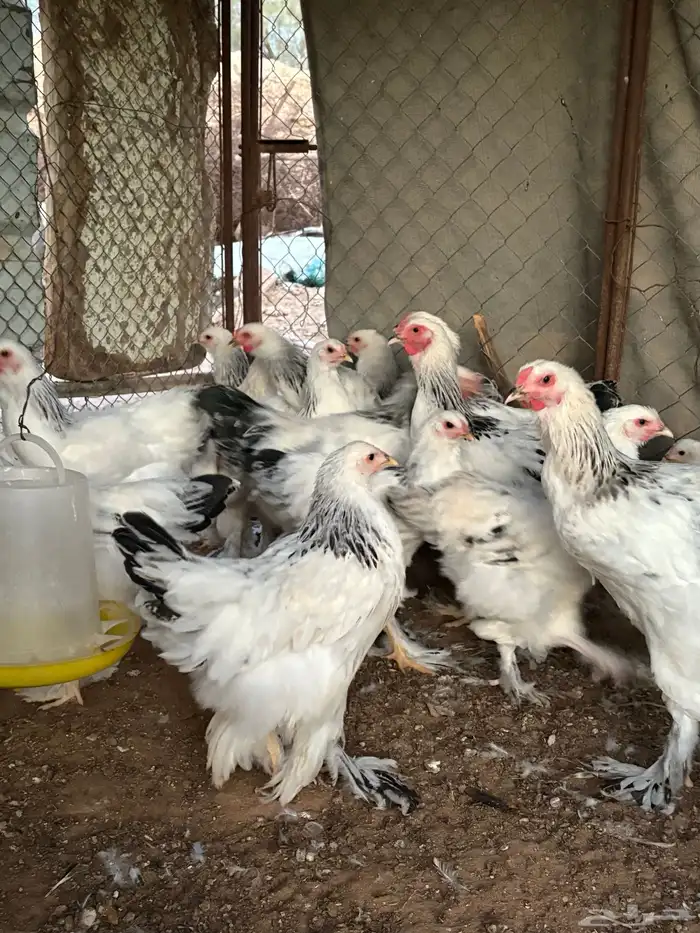 للبيع صوص براهما كولمبي (( تم البيع )) 7