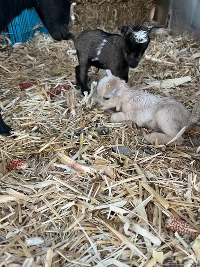 ماعز قزم جفرات ( اناث ) 0