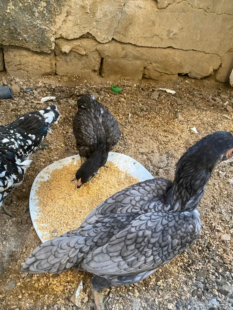 دجاج كوشامو للبيع تم تم البيع 4
