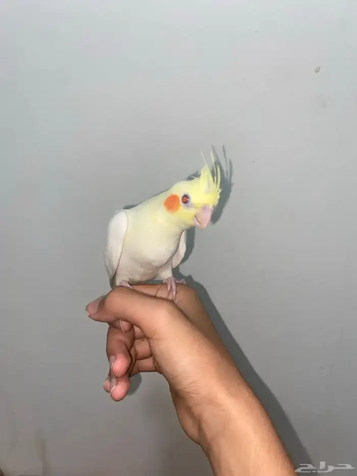 كروان لاتينو اليف 1