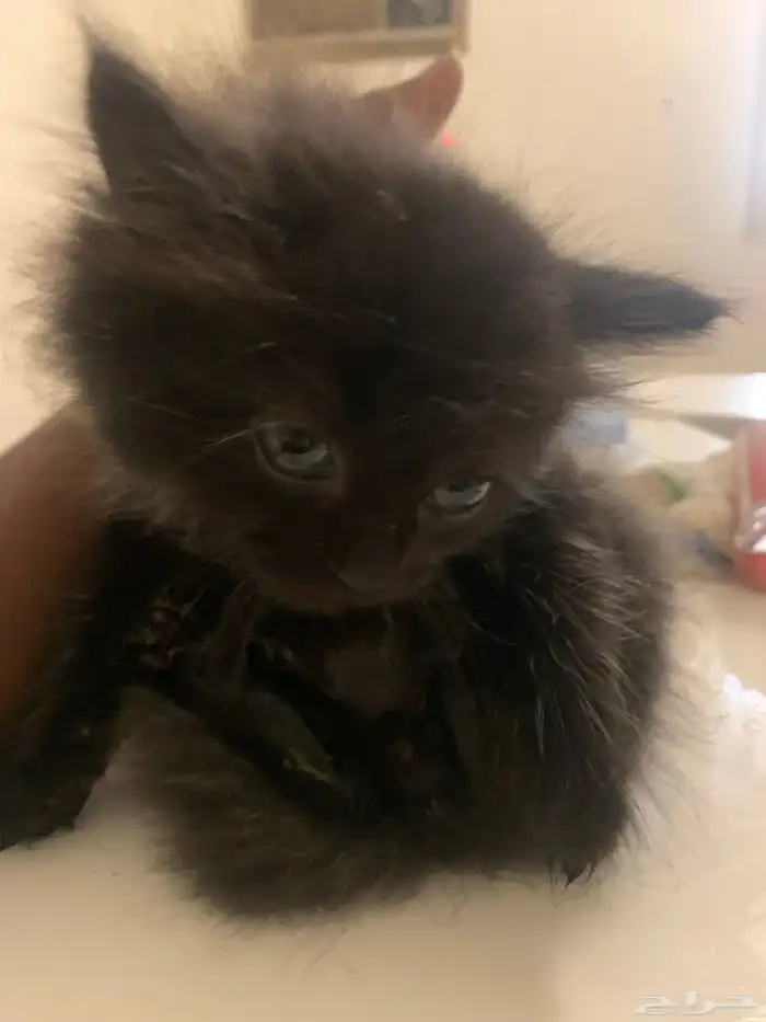 قط ل التبني 0