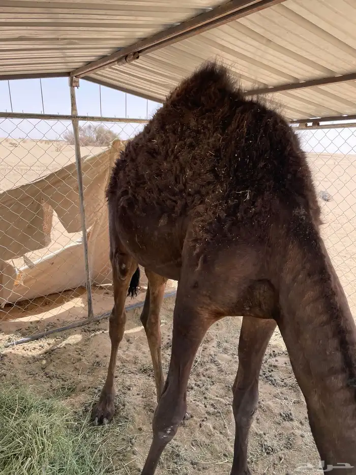 قعود 2
