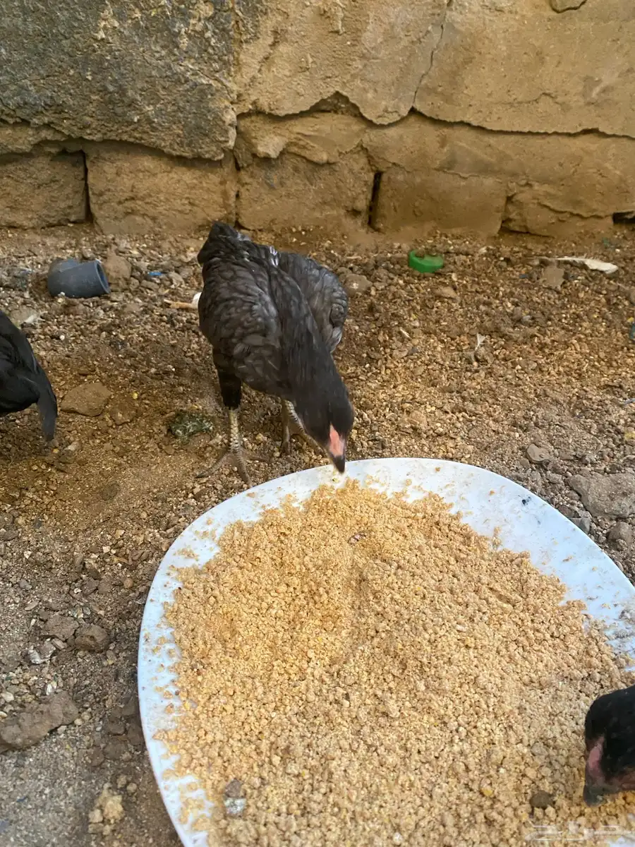 دجاج كوشامو للبيع تم تم البيع 2