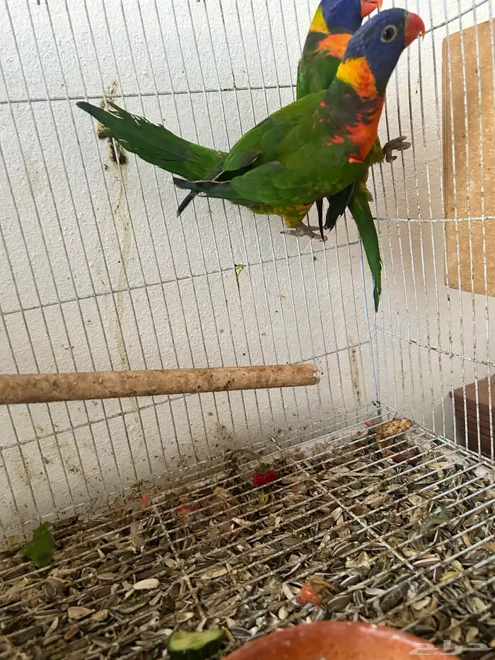 ذكر و انثى لوري منتجين 1
