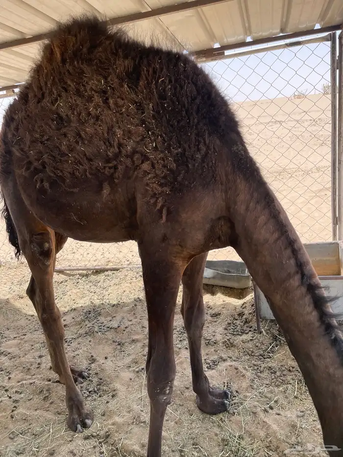 قعود 1