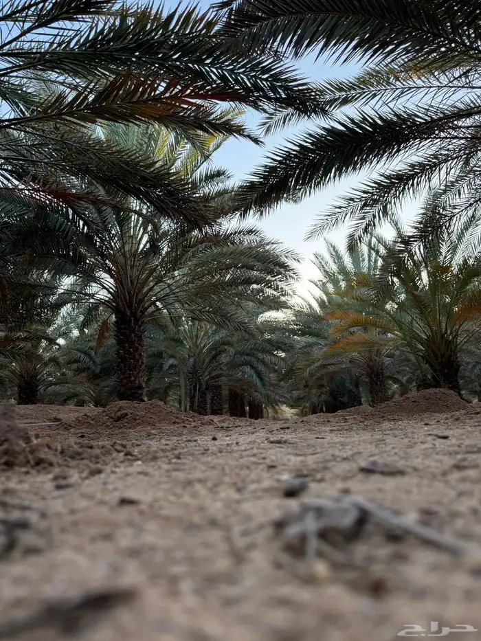 العلا 0
