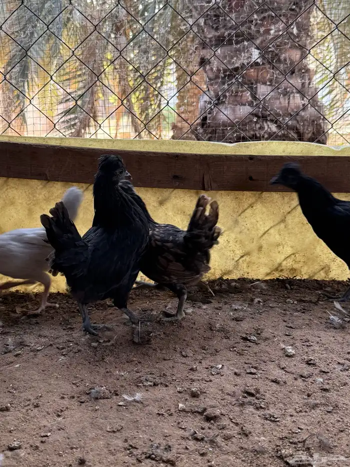 دجاج حباحب قزم زينه كويتيو اندنوسي وقطني 27