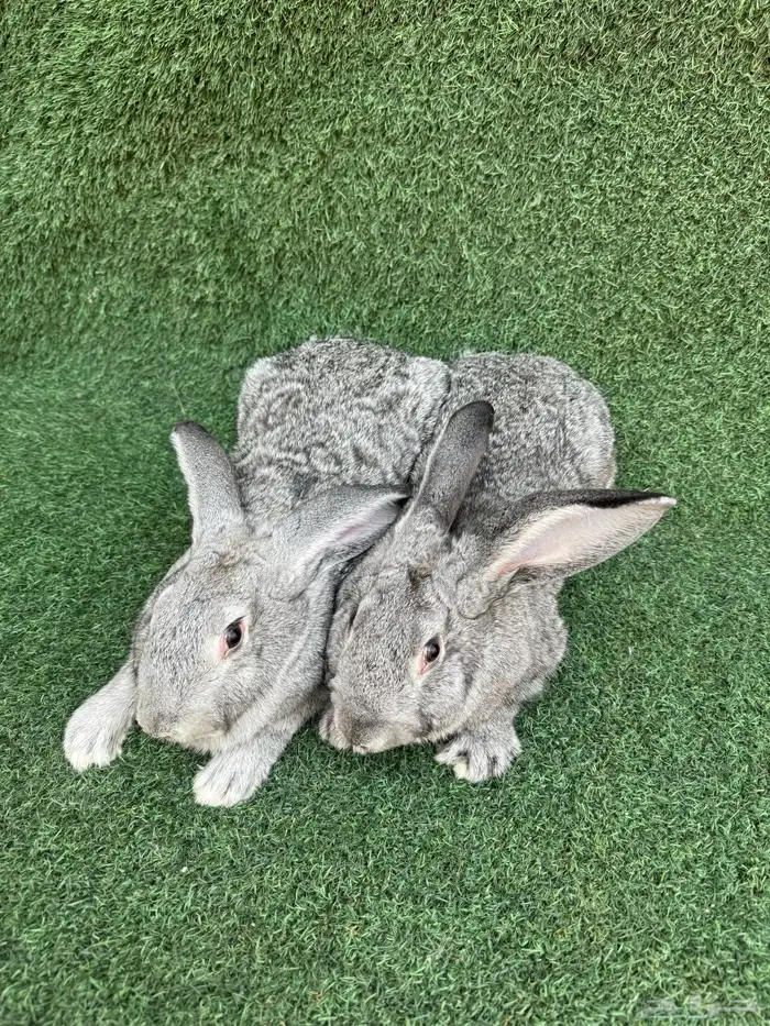 زوجين ارانب شنشيلا عملاق( تم البيع) 1