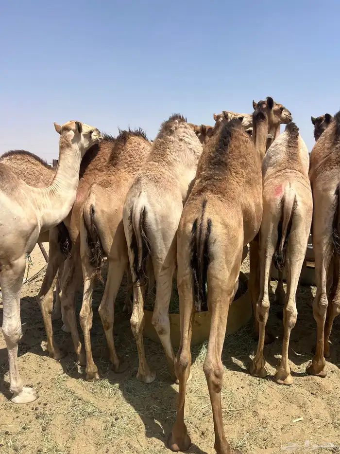 قعدان مفاريد كفو فل شحم للبيع أتواصل 2