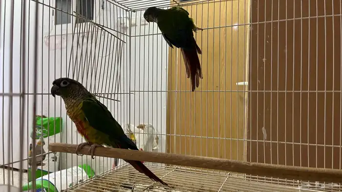 للبيع جوز كنيور يلو سايد 4