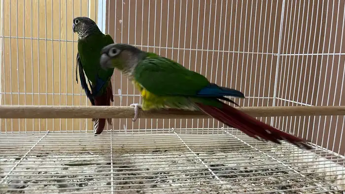 للبيع جوز كنيور يلو سايد 3