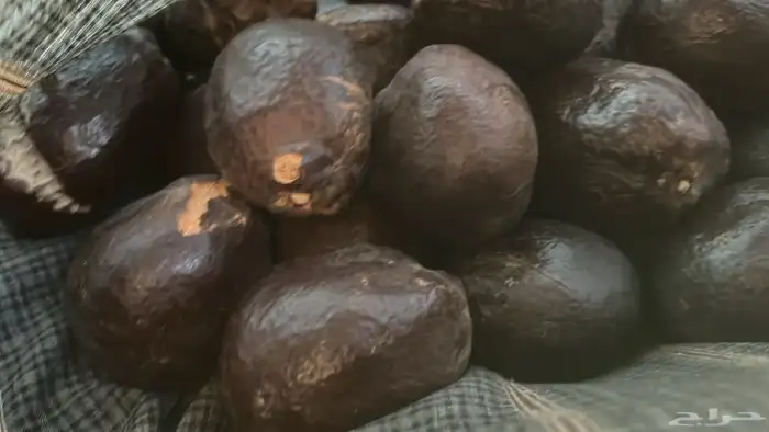 للبيع ثمار الدوم 0