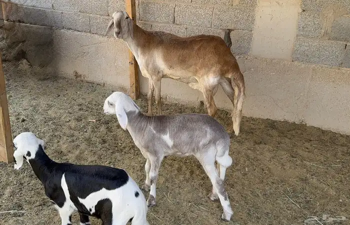 شياة سواكن صنف 1