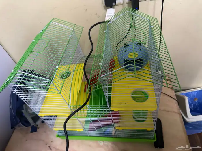 هامستر روسي 9