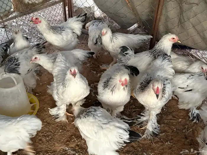 للبيع صوص براهما كولمبي (( تم البيع )) 5