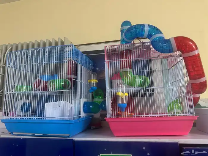 هامستر روسي 10