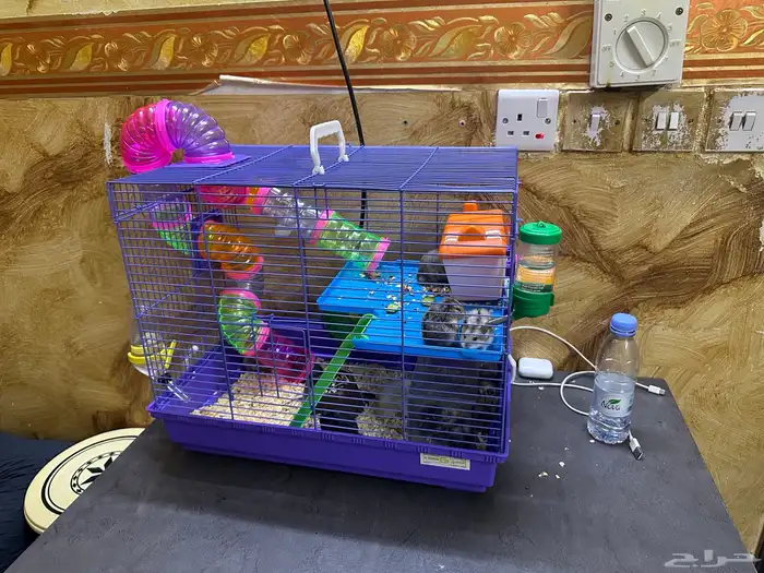 هامستر روسي 11