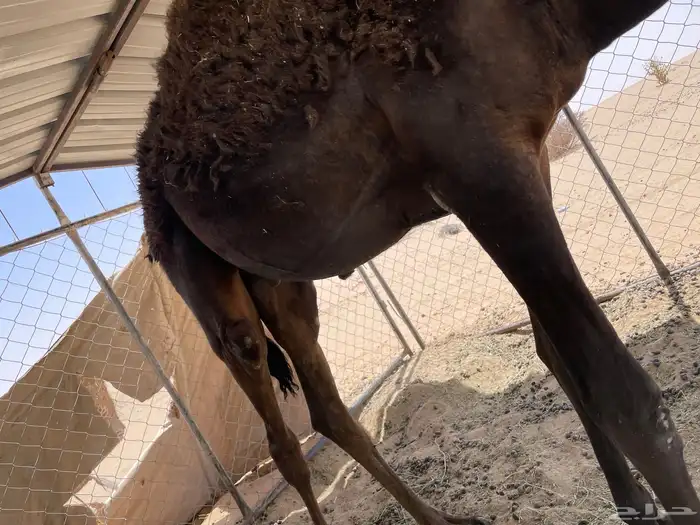 قعود 3
