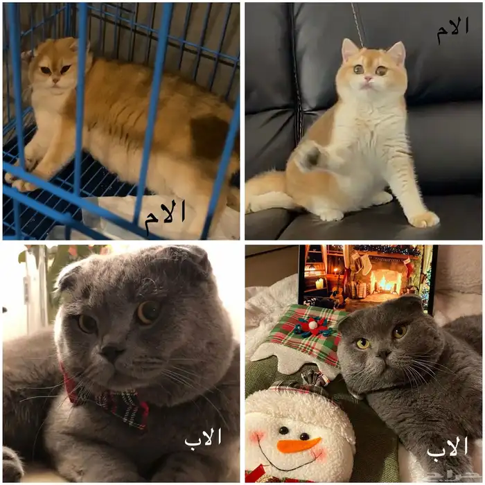 قطط سكوتش فولد تم البيع الله يبارك 1