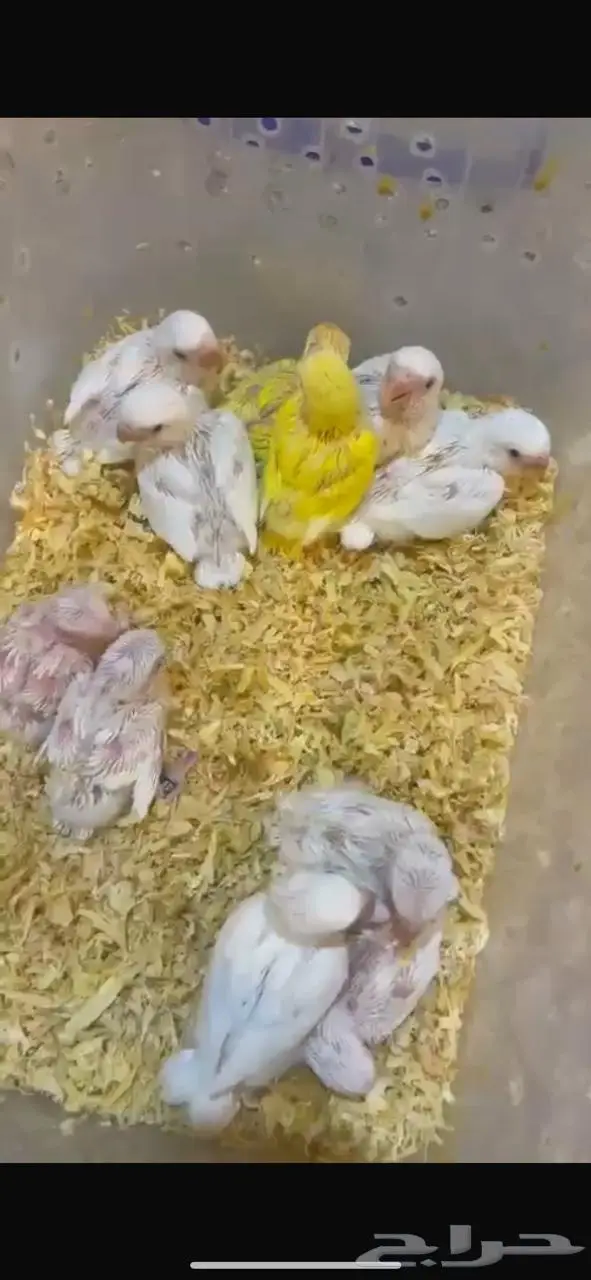 روز فروخ غر رد اوب لاين و البينو 0