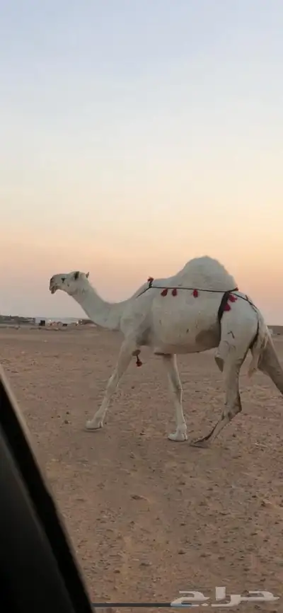 عشرا وضحى كفو 0