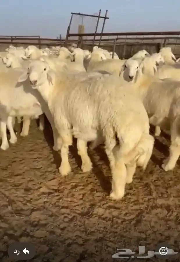 طليان حري مناسبات ومصلخ بلموقع 2