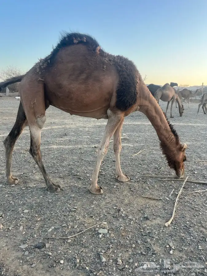 للبيع ناقه لقحه 12