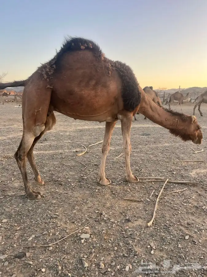 للبيع ناقه لقحه 10